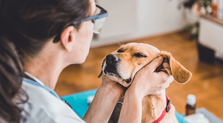 pet medical assessment
