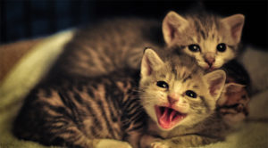 two kittens meowing